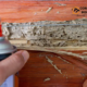Why DIY Termite Sprays Often Make the Problem Worse in Victoria