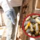 Termite and Pest Inspection in Melbourne: 2026 Buyer Guide